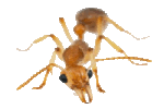 Ant Pest