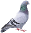 Pigeon pest