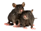 Rat pest