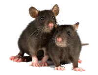 Rat Pest