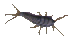 Silverfish