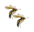 Wasps sting